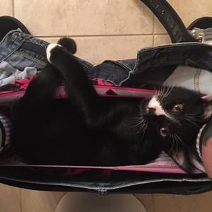 Meet your Posher, Sammy